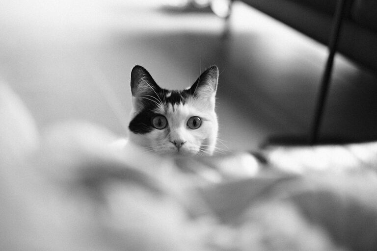 Simple Ways to Reduce Noise at Home for a Calmer Space